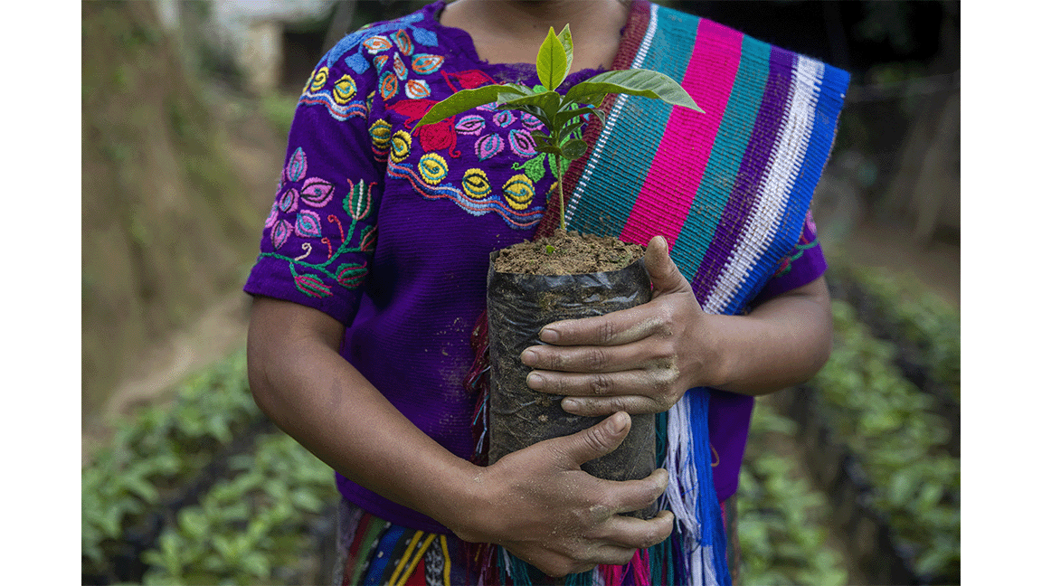 Eine Guatemaltekin hält eine junge Pflanze