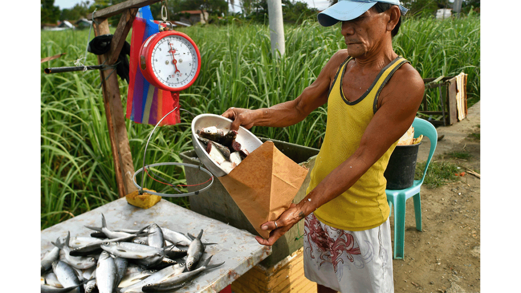 Ein philippinischer Kleinfischer verkauft seinen Fisch neben einem Reisfeld